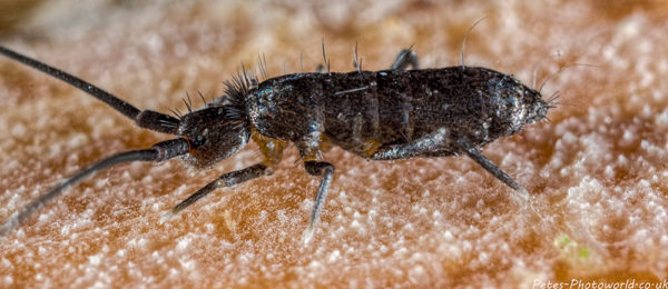 2 image panorama of a black elongated-bodied springtail