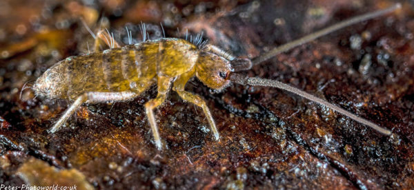 2 image panorama of a yellow elongated-bodied springtail