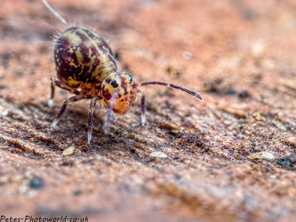 A Globular Springtail