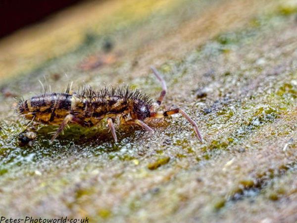 A hairy elongated-bodied springtail