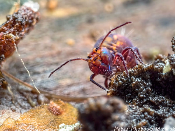Allacma fusca globular springtail