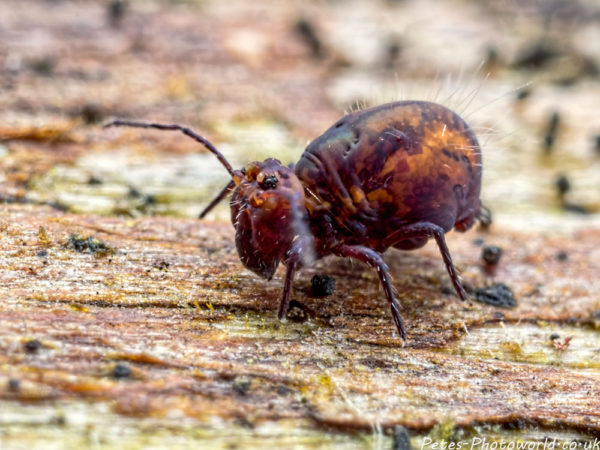 Side shot of the allacma fusca globular springtail
