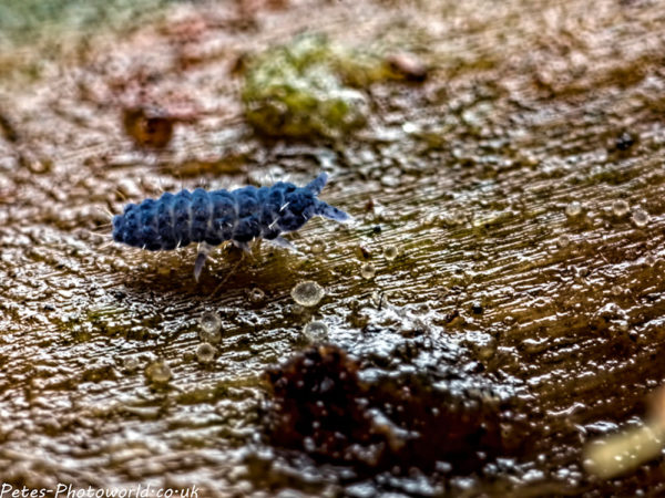 A blue springtail