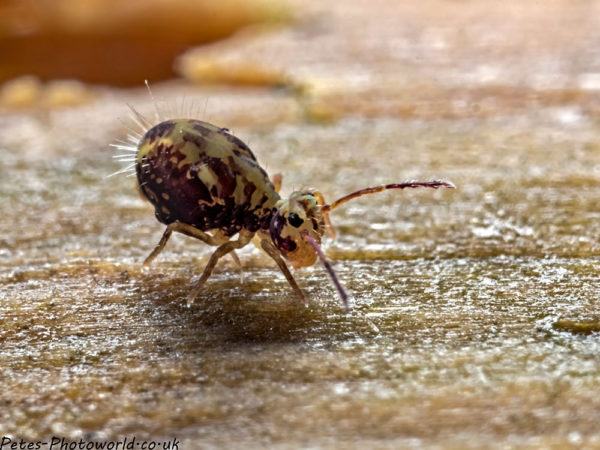 Side shot of the yellow globular springtail