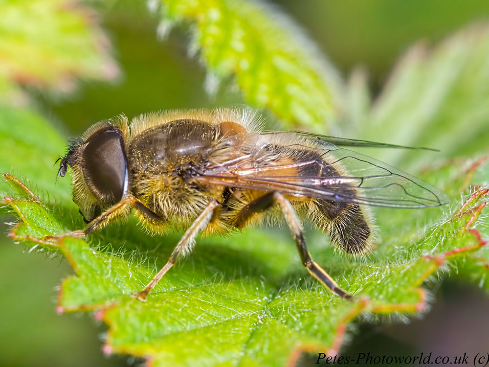 damsels, flies and weevils